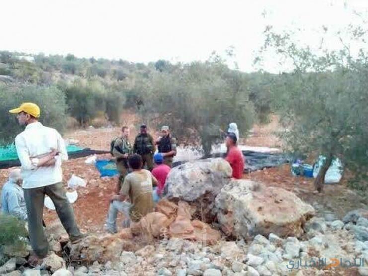 الأمم المتحدة: الهجوم على موسم قطف الزيتون الفلسطيني أداة للتهجير والسلب