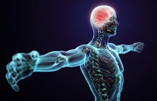 فيتامين مهم لصحة الدماغ والأعصاب