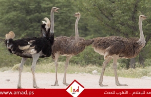 أهم 3 أنواع من النعام في العالم