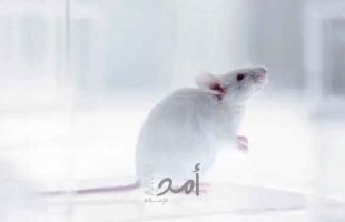 سائل منوي من "فئران فضائية" يمهد الطريق لاستعمار القمر والمريخ!