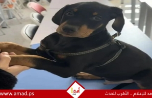 سيدة صينية تدفع 22 ألف دولار لاستنساخ كلبها الميت