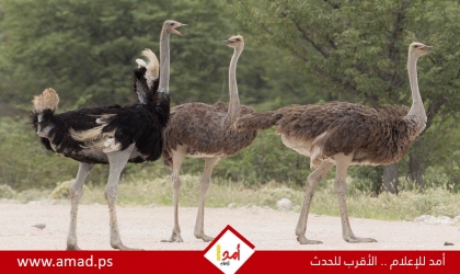 أهم 3 أنواع من النعام في العالم