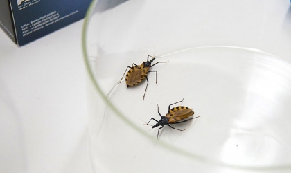 خبراء يؤكدون توطن مرض "شاغاس" في الولايات المتحدة