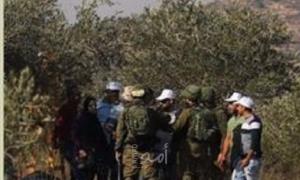  قرار إسرائيلي بحظر وصول المزارعين الفلسطينيين لحقول الزيتون المصنفة 