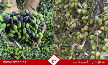 شجرة الصمود في مواجهة الاستيطان: معركة الفلسطينيين للوصول إلى حقولهم